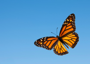 Πεταλούδα Μονάρχης: Ένα εντυπωσιακό μυστήριο